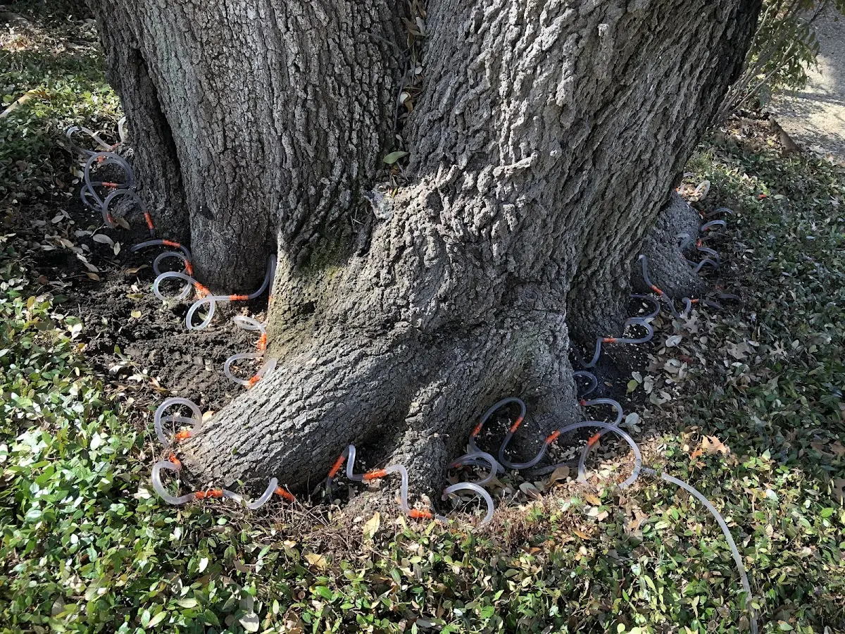 Detailed Tree Cabling and Bracing job site in Jerome