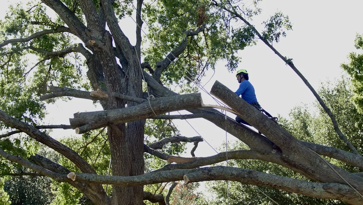 Professional Crown Thinning performed by certified arborists in Jerome